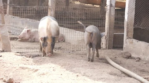 View of pigs in pigsty, Pigs in a pigsty shelter of pigs Vídeo Stock 147675856
