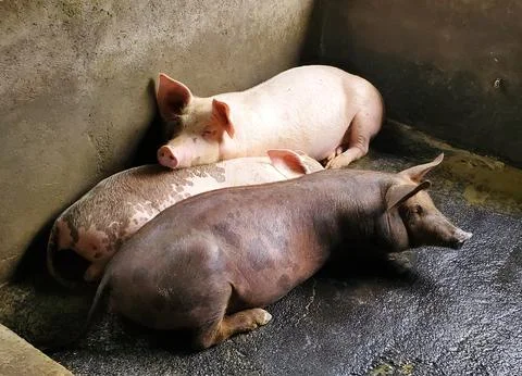 A view of pigs resting in a contained area, showcasing their diverse colors Stock Photos