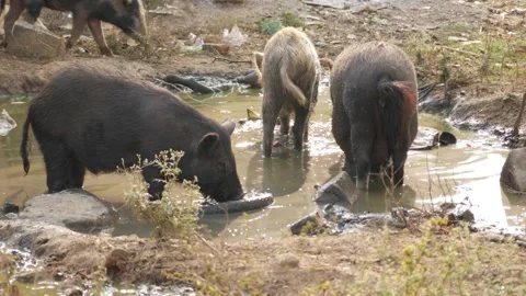 View of pigs standing in a water pit, Pigs standing in a dirty water pit Stock-Footage 147675714