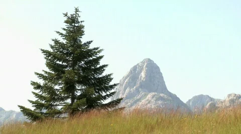 View of the pine and mountain peaks Stock Footage