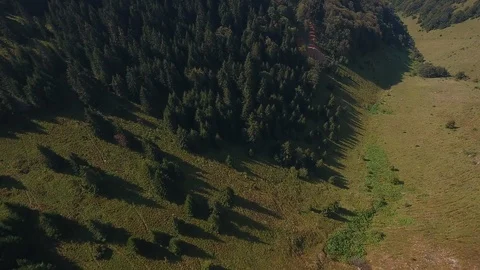 View of a pine forest from the air Stock-Footage 95749900