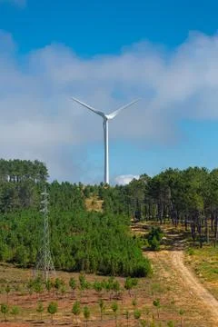 View of pine forest, with electricity pole and wind turbine as background Stock Photos
