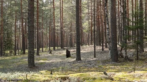 View of the pine forest in the fall. Sunlight breaks through tree trunks Stock-Footage 116080147