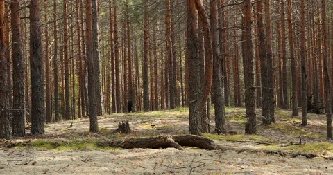 View of the pine forest in the fall. Sunlight breaks through tree trunks Stock-Footage 116080194