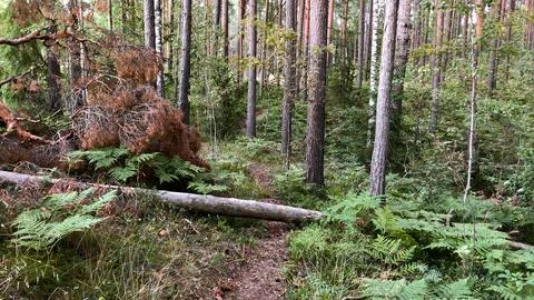 View of the pine forest. Fallen tree blocking the path Stock Photos
