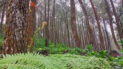 View of the pine forest floor with ferns and shrubs Stock Photos