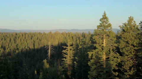View of pine forest Stock Footage 49013066
