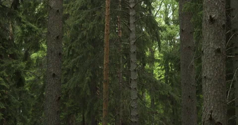 View of the pine forest Stock Footage 134066930