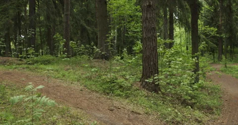 View of the pine forest Stock Footage 134067165