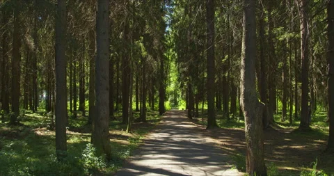 View of the pine forest Stock Footage 134067351