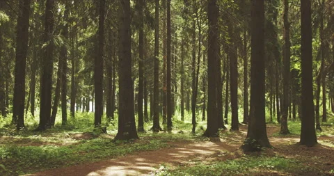 View of the pine forest Vídeo Stock 134067558