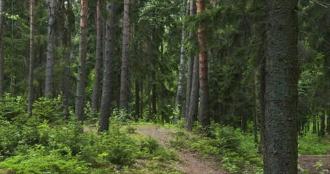 View of the pine forest Video stock 134068097