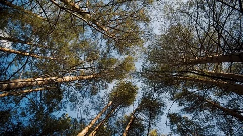 View to pine forest from the ground with clear sky as backdrop Stock Footage 120602821