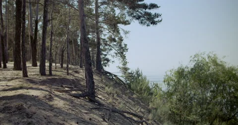 View of pine forest with high relief, clear blue sky, out of the city Video stock 133499989