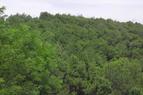 View of the pine forest in the hills Stock Photos