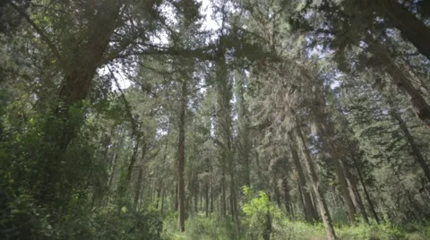 View of Pine forest in Israel Video stock 43859642