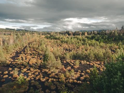 View of a pine forest landscape Foto stock