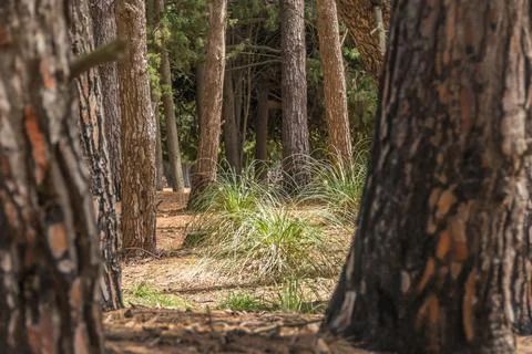 View of a pine forest pass. Nature concept Foto stock
