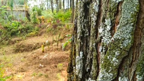 View in a pine forest, with a pine tree texture foreground Stock Photos