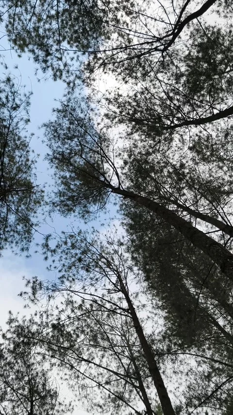 View of pine forest with sky background 库存影片 333497879