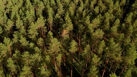View of pine forest in summer. Aerial view Stock Footage 205065790