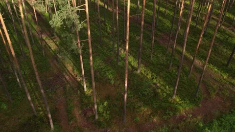 View of pine forest in summer. Aerial view Stock Footage 205065803