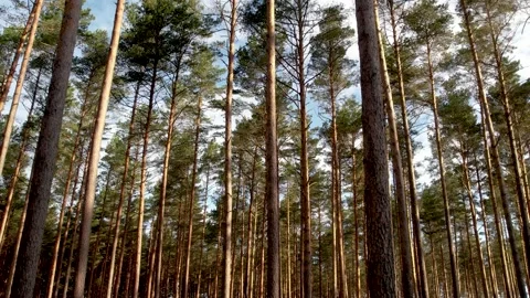 View of pine forest in summer Stock Footage 205065834