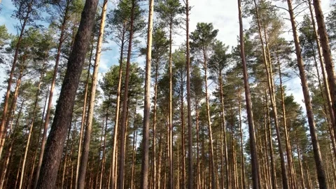 View of pine forest in summer Stock Footage 205065835