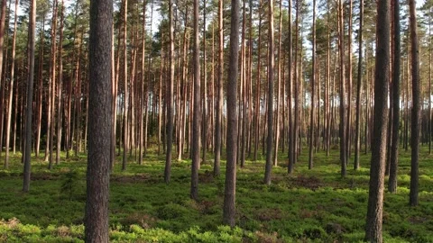 View of pine forest in summer Stock Footage 205065846