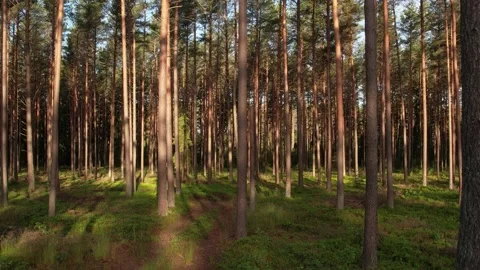 View of pine forest in summer Stock Footage 205065870