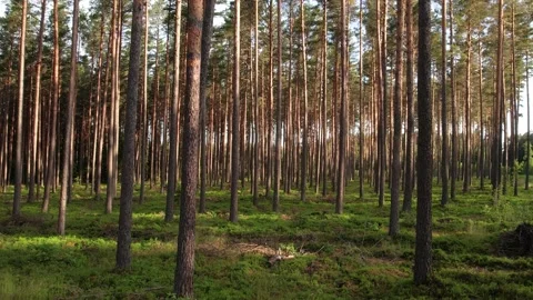 View of pine forest in summer Stock Footage 205065889
