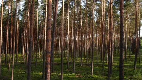 View of pine forest in summer Stock Footage 205065891