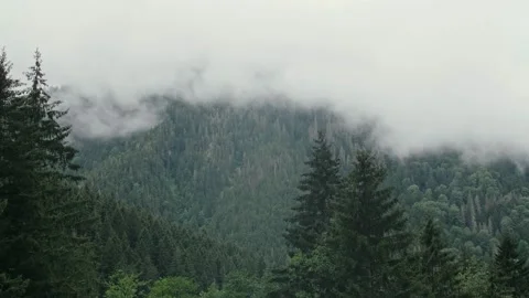 View of pine forest trees on the mountain tops on a foggy day. Stock Footage 226251131