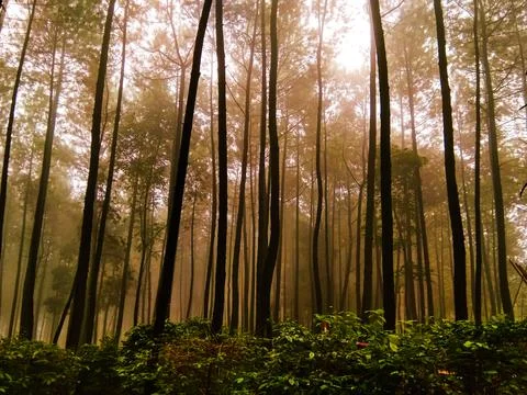 View of a pine forest in a tropical forest Stock Photos