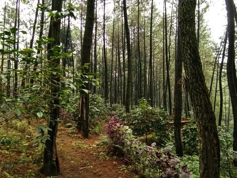 View of a pine forest in a tropical forest Stock Photos