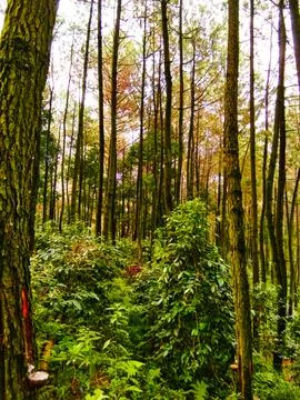 View of a pine forest in a tropical forest Stock Photos
