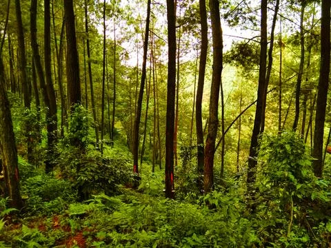 View of a pine forest in a tropical forest Stock Photos