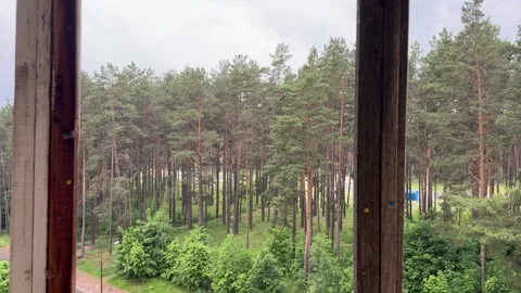 View of pine forest from the window on a cloudy day, green forest landscape Stock Footage 336548505