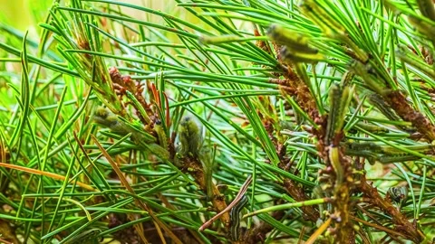 View of pine sawfly larvae on a pine branch in Latvia. Stock Footage 341454406