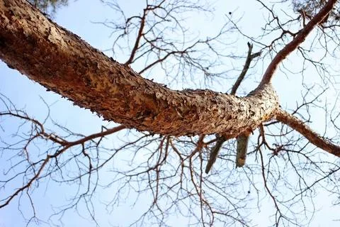 View of a pine tree from below against a blue sky Stock Photos