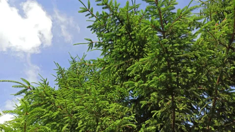 View of a pine tree branch with green needles and cones. Stock Footage 157801014