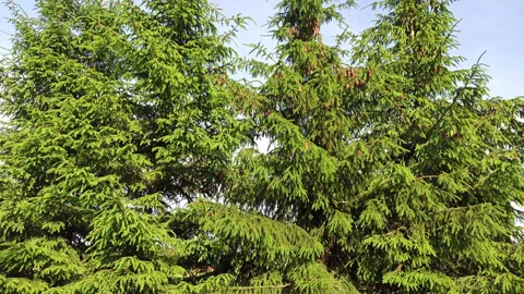 View of a pine tree branch with green needles and cones. Stock Footage 157801243