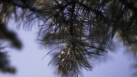View on the pine tree Видео 336661221