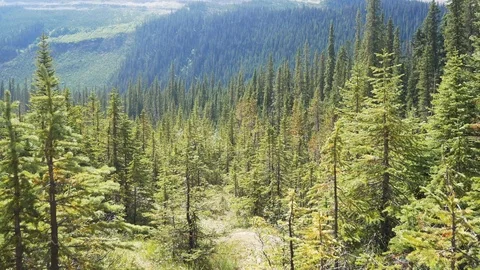 View of pine tree forest with beautiful mountain range and clear blue sky Stock Footage 120018662