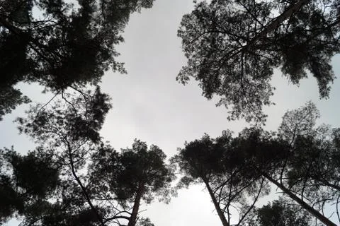 View up in to a pine tree forest canopy 스톡 사진