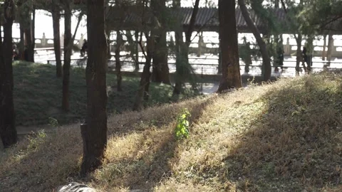 View to pine tree forest in chinese style garden in winter time with sun li.. Video stock 329668843