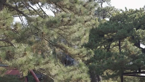 View to pine tree forest in chinese style garden in winter time with sun li.. Stock Footage 338331055