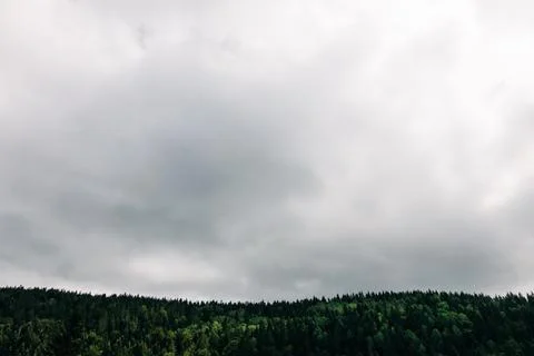 View of a pine tree forest on a cloudy day Stock Photos