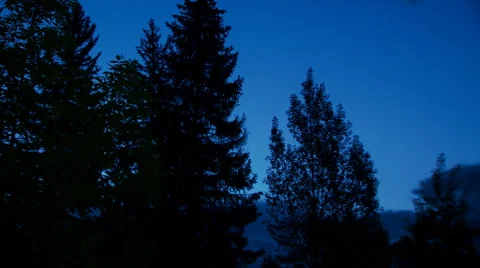 View of pine tree in forest Stock Footage 57814239