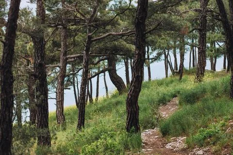 The view of pine tree forest at the light blue waters of Black Sea, Russia Stock Photos